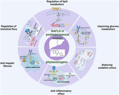 Protective effect of phytoestrogens on nonalcoholic fatty liver disease in postmenopausal women